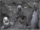 foto Flora e la fauna della Isole Galapagos